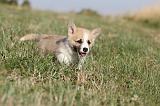 CORGI PEMBROKE 127